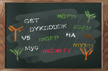 20_ off selected tag antibodies